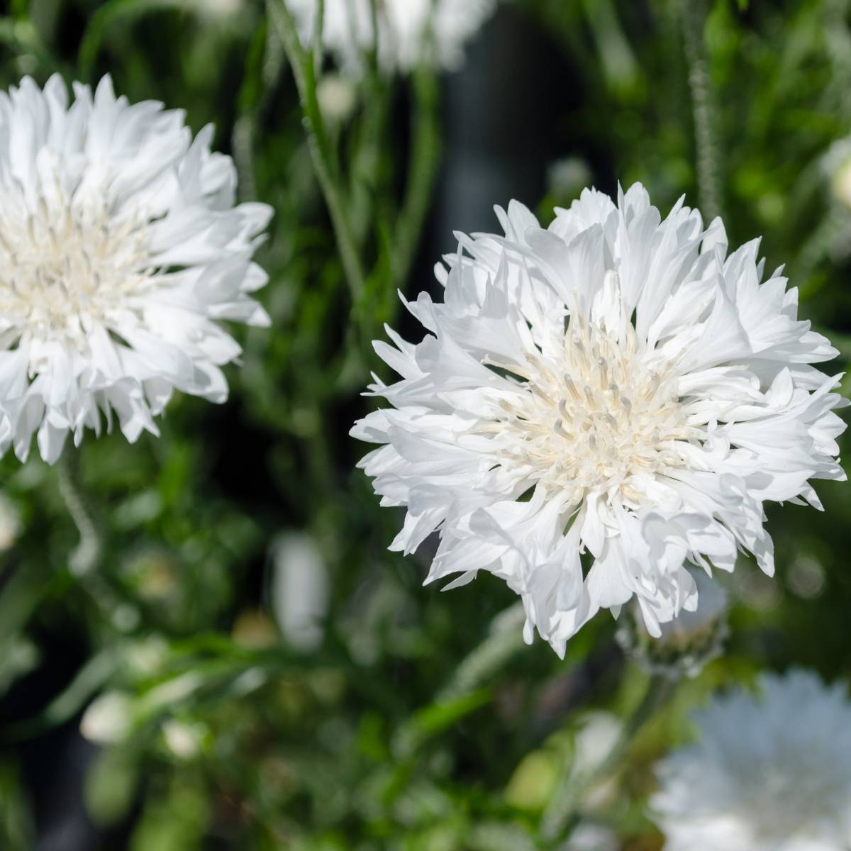 Cornflower- White Ball